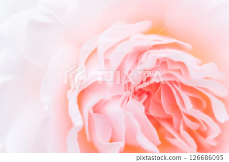 Rose/petal background material 126686095