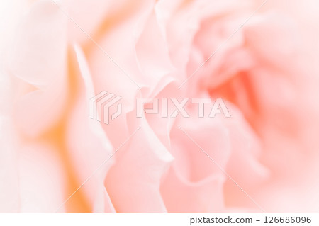 玫瑰/花瓣背景素材 126686096