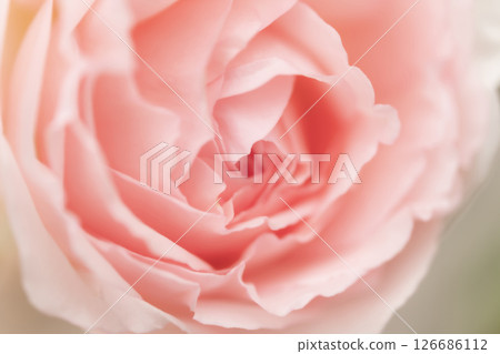 玫瑰/花瓣背景素材 126686112