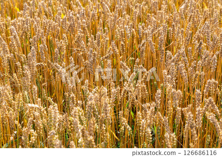 Gold wheat field and blue sky 126686116