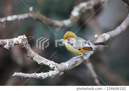 Nodojima Kobashi Chimedri Nodojima Kobashi Chimedri 126686182