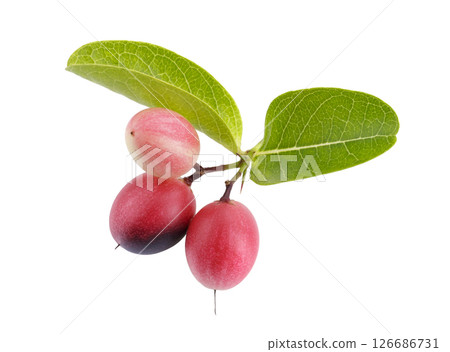 Pile of Karonda Fruit, Carissa carandas L. Karanda; Carunda isolated on a white background Pile of Karonda Fruit, Carissa carandas L. Karanda; Carunda isolated on a white background 126686731