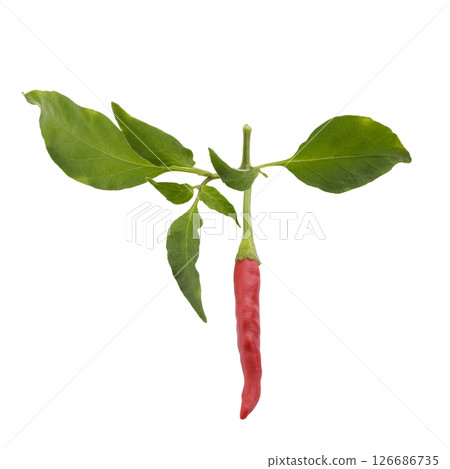 Fresh red chili and green leaf peppers isolated on a white background 126686735