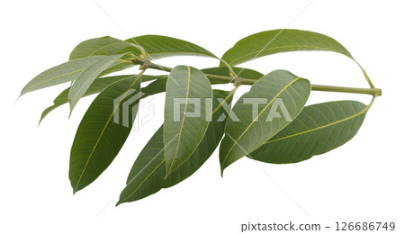 Leaves of the Marian Plum are isolated on a white background 126686749