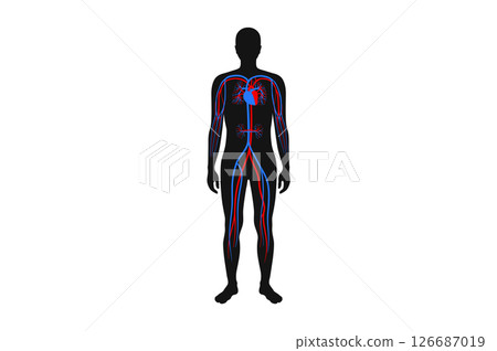 Main arteries and heart 126687019
