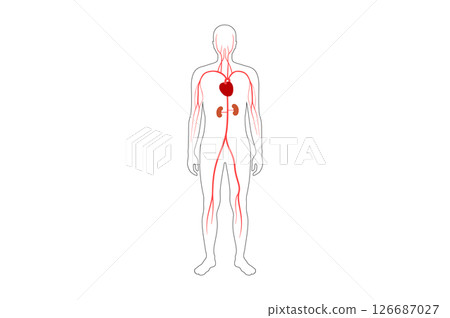 Main arteries and heart 126687027
