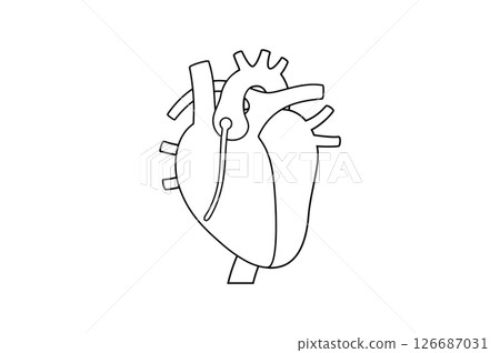 Human heart anatomy Human heart anatomy 126687031