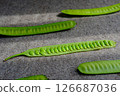 Close-up of Open Green Bean Pod on Fabric 126687036