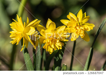 Yellow Double daffodils (Narcissus) Rip Van Winkle bloom in a garden in April Yellow Double daffodils (Narcissus) Rip Van Winkle bloom in a garden in April 126687047
