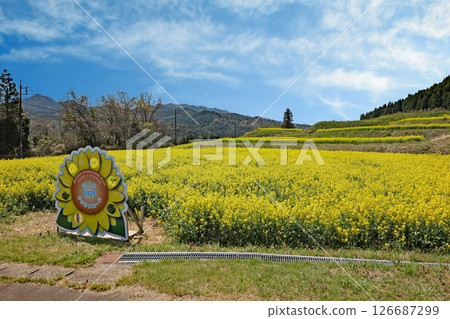 Rape blossoms 126687299