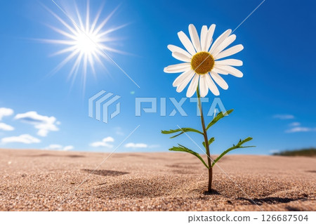 Single White Daisy Blooming on Minimal Beach Scene Under Bright Sunlight 126687504