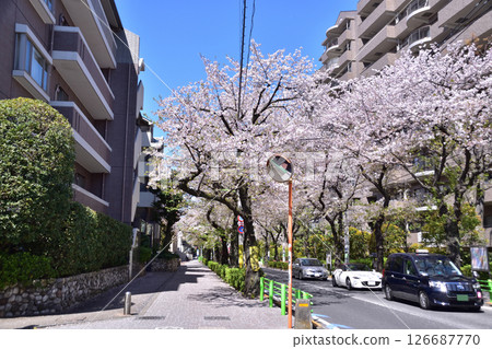 世田谷、櫻丘、千歲街櫻花樹 126687770