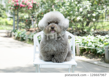 Sweet potato, a toy poodle, laughing while sitting on a chair 126687967