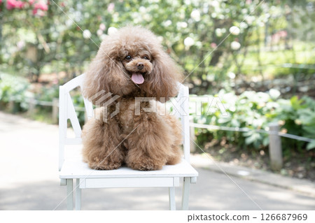 玩具貴賓犬在椅子上大笑 玩具貴賓犬在椅子上大笑 126687969