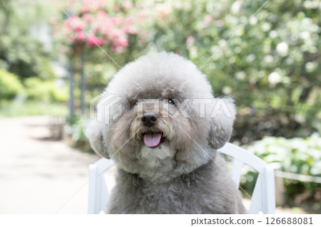 A close-up of a toy poodle named Sweet Potato smiling while sitting on a chair A close-up of a toy poodle named Sweet Potato smiling while sitting on a chair 126688081