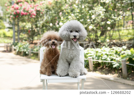 Two toy poodles laughing in a rose garden 126688202
