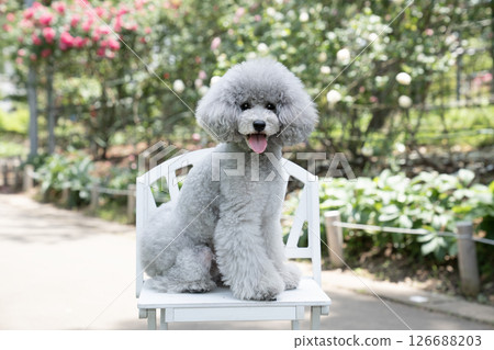 玩具貴賓犬阿穆魯在椅子上大笑 玩具貴賓犬阿穆魯在椅子上大笑 126688203