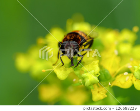 奧哈納布 奧哈納布 126688229