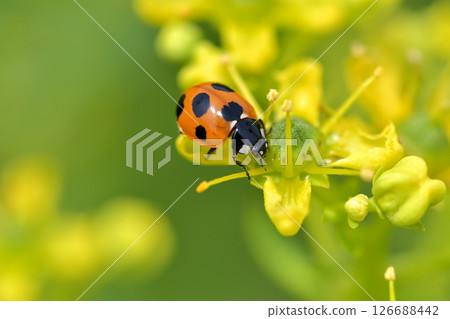 Nana Hoshi Tentou Nana Hoshi Tentou 126688442