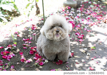Rose petals and a smiling toy poodle with sweet potatoes 126688491