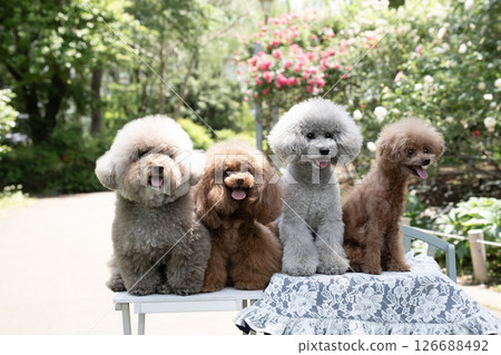 Four toy poodles laughing in a rose garden Four toy poodles laughing in a rose garden 126688492