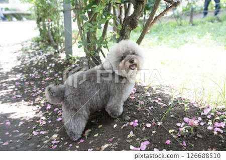 Rose petals and a smiling toy poodle with sweet potatoes Rose petals and a smiling toy poodle with sweet potatoes 126688510