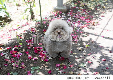 玫瑰花瓣和一隻帶著地瓜的微笑玩具貴賓犬 玫瑰花瓣和一隻帶著地瓜的微笑玩具貴賓犬 126688511