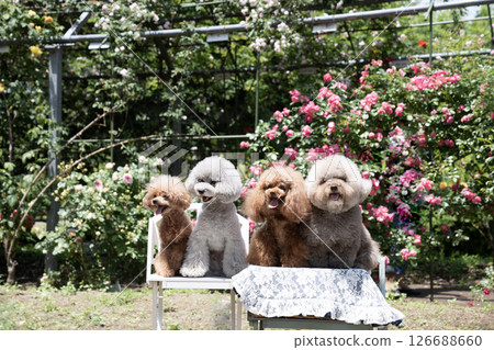 Four toy poodles laughing in a rose garden Four toy poodles laughing in a rose garden 126688660