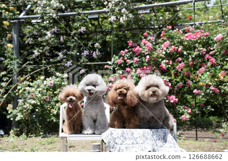 Four toy poodles laughing in a rose garden Four toy poodles laughing in a rose garden 126688662