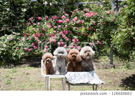 Four toy poodles laughing in a rose garden Four toy poodles laughing in a rose garden 126688663