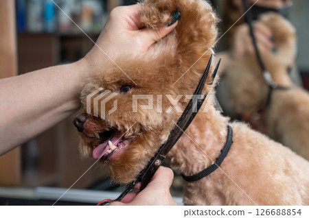 Groomer grooming a chocolate mini poodle. Groomer grooming a chocolate mini poodle. 126688854