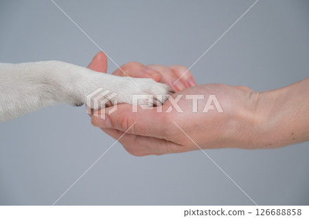 The owner holds the dog by the paw. Close-up. The owner holds the dog by the paw. Close-up. 126688858