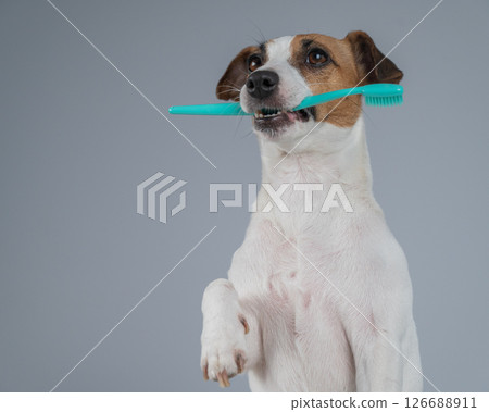 Jack Russell Terrier Dog Holding a Toothbrush in His Mouth. Jack Russell Terrier Dog Holding a Toothbrush in His Mouth. 126688911
