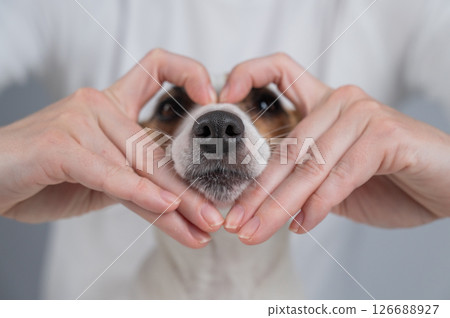 Owner holds her hands in the shape of a heart near the face of her Jack Russell Terrier.  126688927