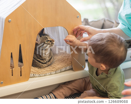 Caucasian little boy in a cat cafe.  126689088