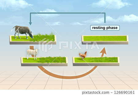 Multi species rotational grazing Multi species rotational grazing 126690161