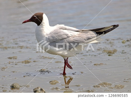 Black headed gull on mud flats Black headed gull on mud flats 126690585