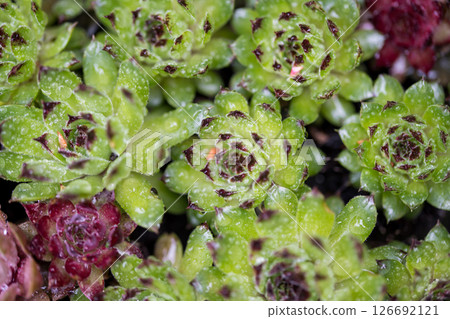 Succulent plants flowers with rain water drops 126692121