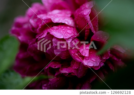 Beautiful red peony flower with rain drops, spring flower garden 126692128