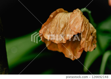 Orange poppy flower in garden copy space Orange poppy flower in garden copy space 126692148
