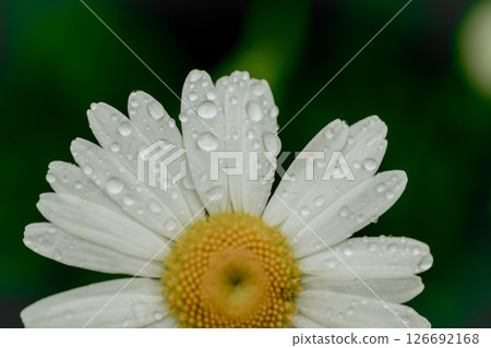 White daisy flower with rain drops, macro floral background White daisy flower with rain drops, macro floral background 126692168