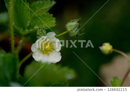 Strawberry flowers in a the garden garden, blooming berry bush 126692215