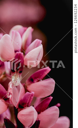 Pink lupine flowers in the garden, abstract floral background Pink lupine flowers in the garden, abstract floral background 126692234