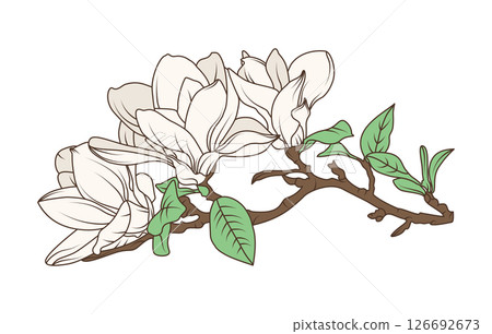 Magnolia flower branch with blooming petals and green leaves in vintage botanical line art style, flat hand drawn vector illustration Magnolia flower branch with blooming petals and green leaves in vintage botanical line art style, flat hand drawn vector illustration 126692673