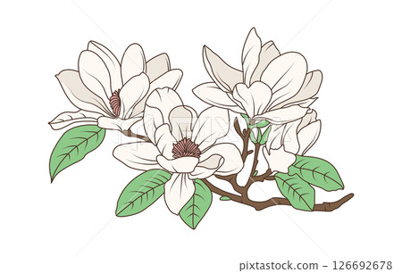 Magnolia flower branch with blooming petals and green leaves in vintage botanical line art style, flat hand drawn vector illustration Magnolia flower branch with blooming petals and green leaves in vintage botanical line art style, flat hand drawn vector illustration 126692678