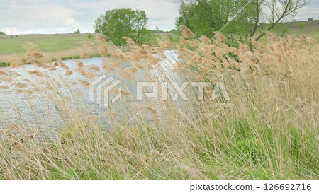 A Serene and Beautiful Waterside Landscape Featuring Lush Grasses and Trees in Harmony A Serene and Beautiful Waterside Landscape Featuring Lush Grasses and Trees in Harmony 126692716