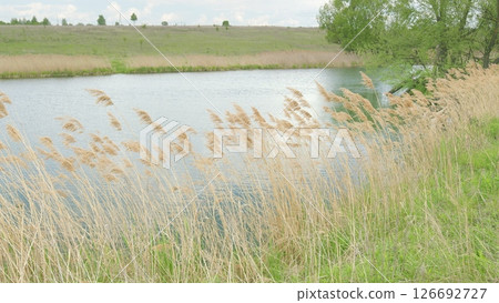 A Serene Nature Scene Depicted by the Peaceful Water, Surrounded by Tall Grasses and Flora A Serene Nature Scene Depicted by the Peaceful Water, Surrounded by Tall Grasses and Flora 126692727