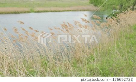 A Serene and Picturesque View of a Grassy Shoreline by a Calm and Tranquil Pond Surrounded by Nature A Serene and Picturesque View of a Grassy Shoreline by a Calm and Tranquil Pond Surrounded by Nature 126692728