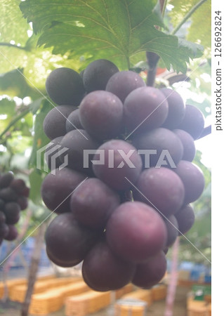岡山產的新鮮葡萄 岡山產的新鮮葡萄 126692824