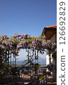 Blooming wisteria on a terrace with panoramic mountain view and clear blue sky in spring. 126692829